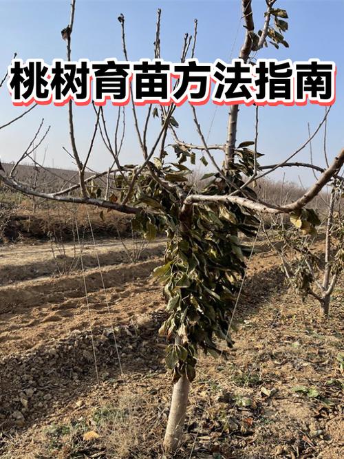 桃核怎么种桃树?从选种到移栽的完整指南 浇定根水