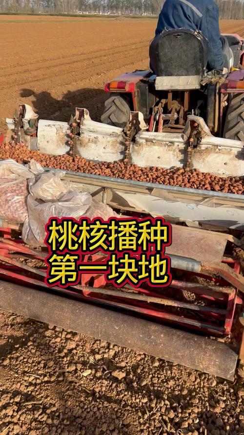 桃核怎么种桃树?从选种到移栽的完整指南 栽植深度