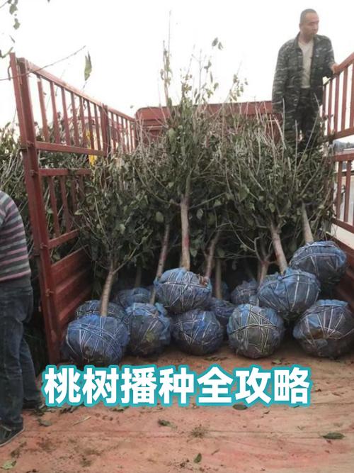 桃核怎么种桃树?从选种到移栽的完整指南 成活注意事项