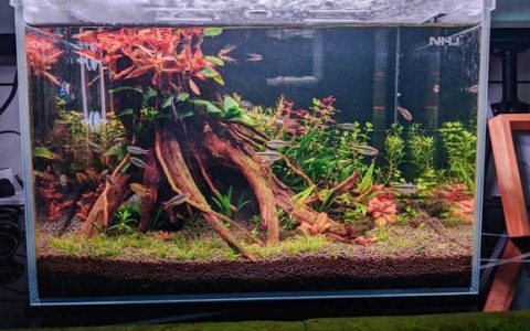 草缸养多少鱼合适？科学规划鱼缸生态的黄金法则