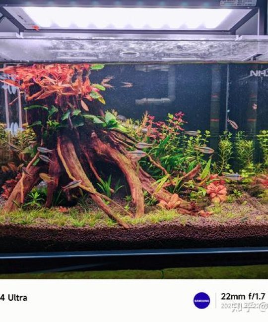 草缸养多少鱼合适？科学规划鱼缸生态的黄金法则