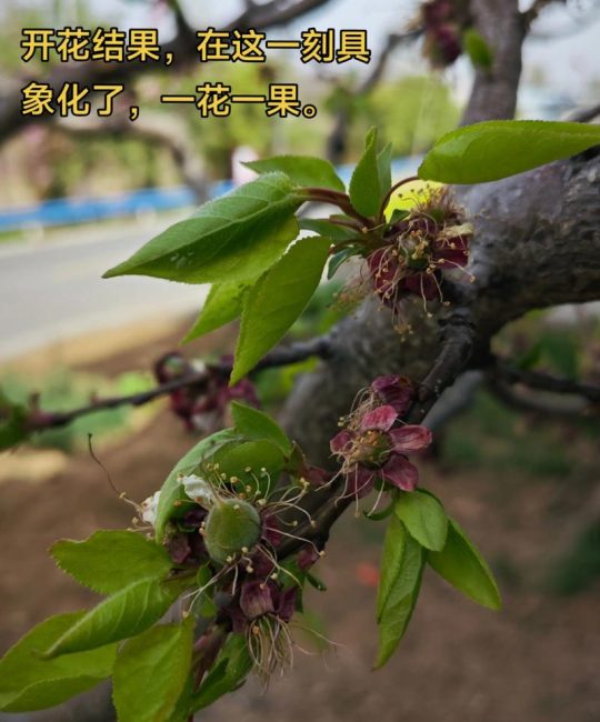 杏树只开花不结果是什么原因？原因及解决办法全解析