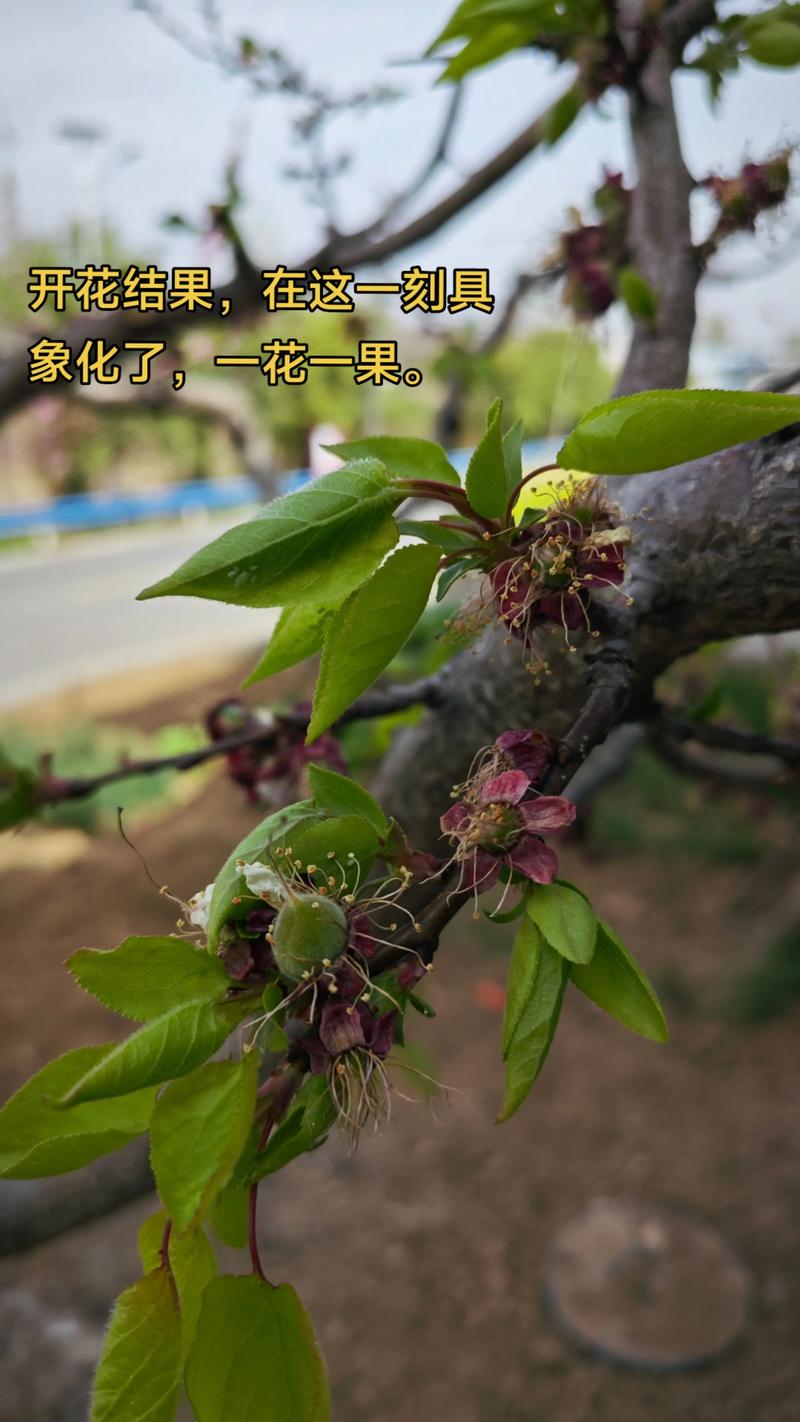 杏树只开花不结果是什么原因?原因及解决办法全解析 杏树的花期与果期