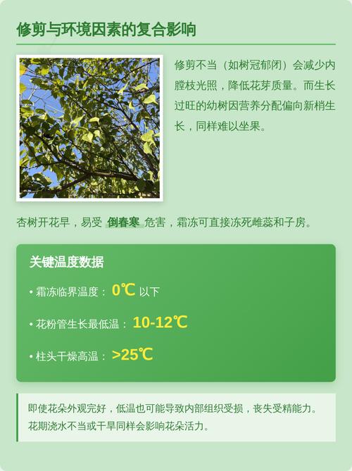 杏树只开花不结果是什么原因?原因及解决办法全解析 影响开花结果的关键因素