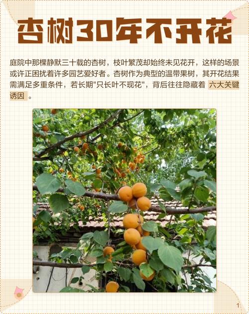 杏树只开花不结果是什么原因?原因及解决办法全解析 不开花不结果的常见原因与解决