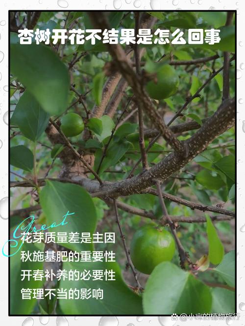 杏树只开花不结果是什么原因?原因及解决办法全解析 总结