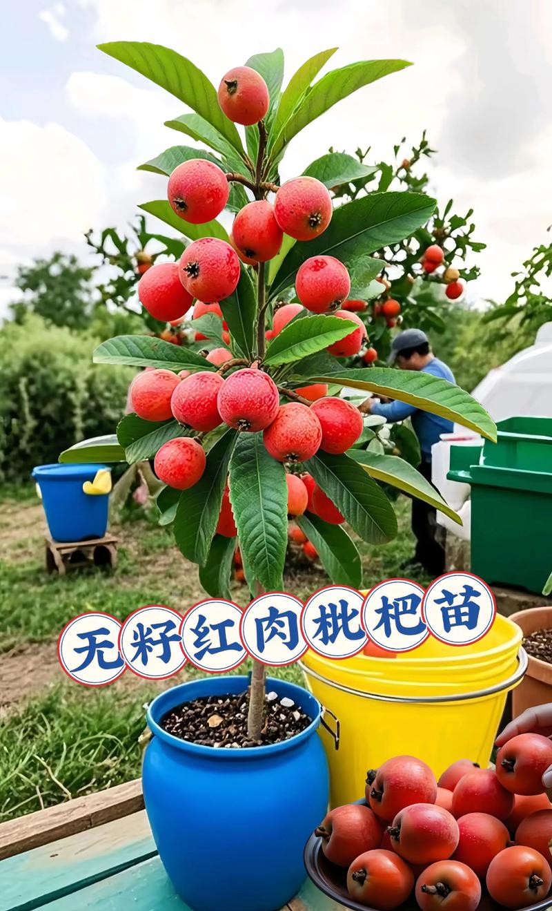 适种地区与品种：适合年均温15-20°C的南方丘陵，推荐“白玉”和“冠玉”