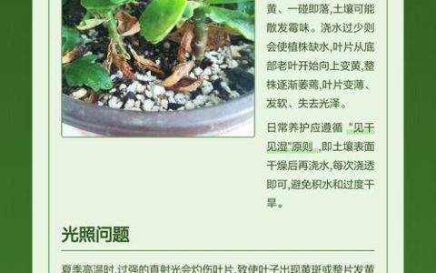 长寿花黄叶怎么办？原因排查与防治指南