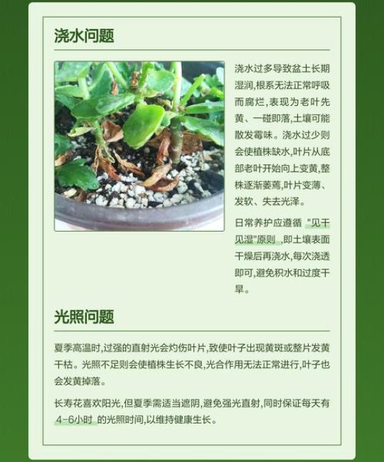 长寿花黄叶怎么办？原因排查与防治指南