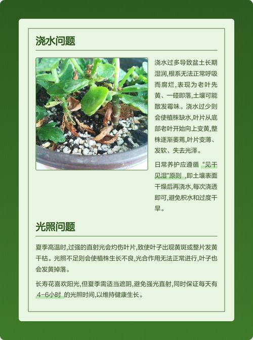 长寿花黄叶怎么办?原因排查与防治指南 长寿花黄叶怎么办?原因排查与防治指南