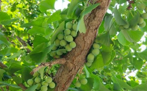 银杏白果到底是种子还是果实？植物学专家深度解析