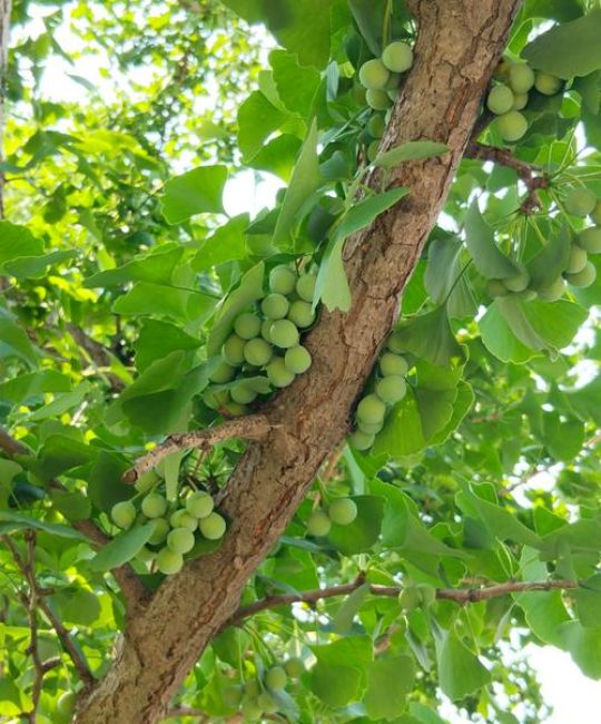 银杏白果到底是种子还是果实？植物学专家深度解析