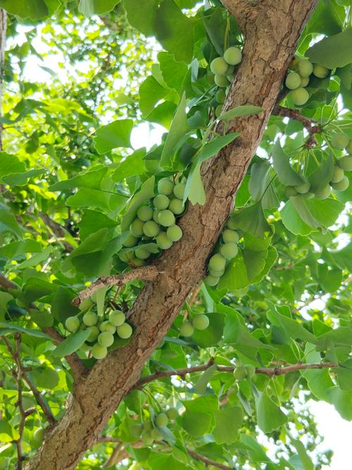 银杏白果到底是种子还是果实?植物学专家深度解析 银杏白果到底是种子还是果实?植物学专家深度解析