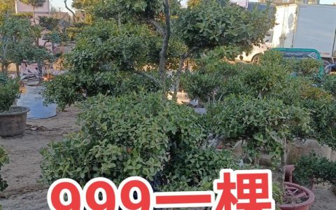 黄杨木造型苗：从绿篱工程到随身佩戴的植物美学与技术解析