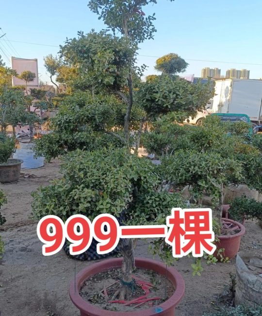 黄杨木造型苗：从绿篱工程到随身佩戴的植物美学与技术解析