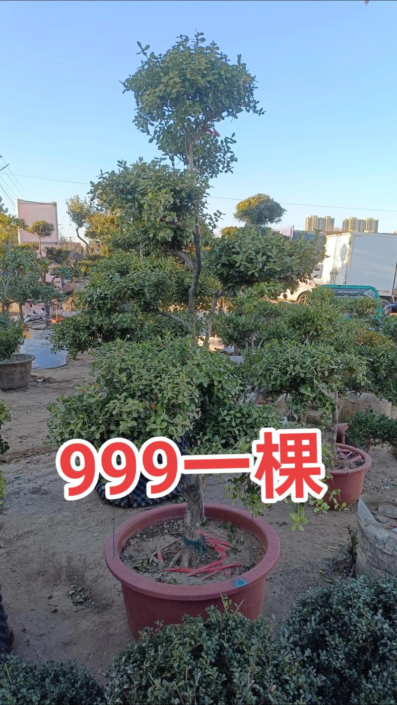 黄杨木造型苗:从绿篱工程到随身佩戴的植物美学与技术解析 黄杨木造型苗关键参数一览