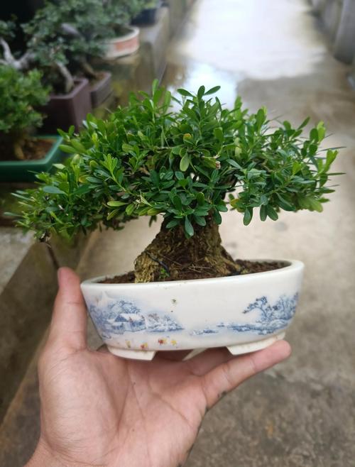 黄杨木造型苗:从绿篱工程到随身佩戴的植物美学与技术解析 黄杨木佩戴的植物学依据与文化寓意