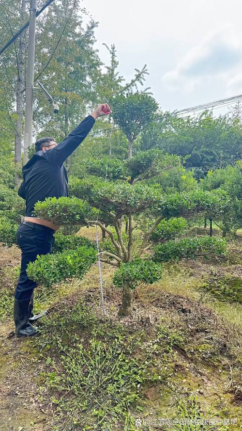 黄杨木造型苗:从绿篱工程到随身佩戴的植物美学与技术解析 不同造型黄杨木对比与采购建议