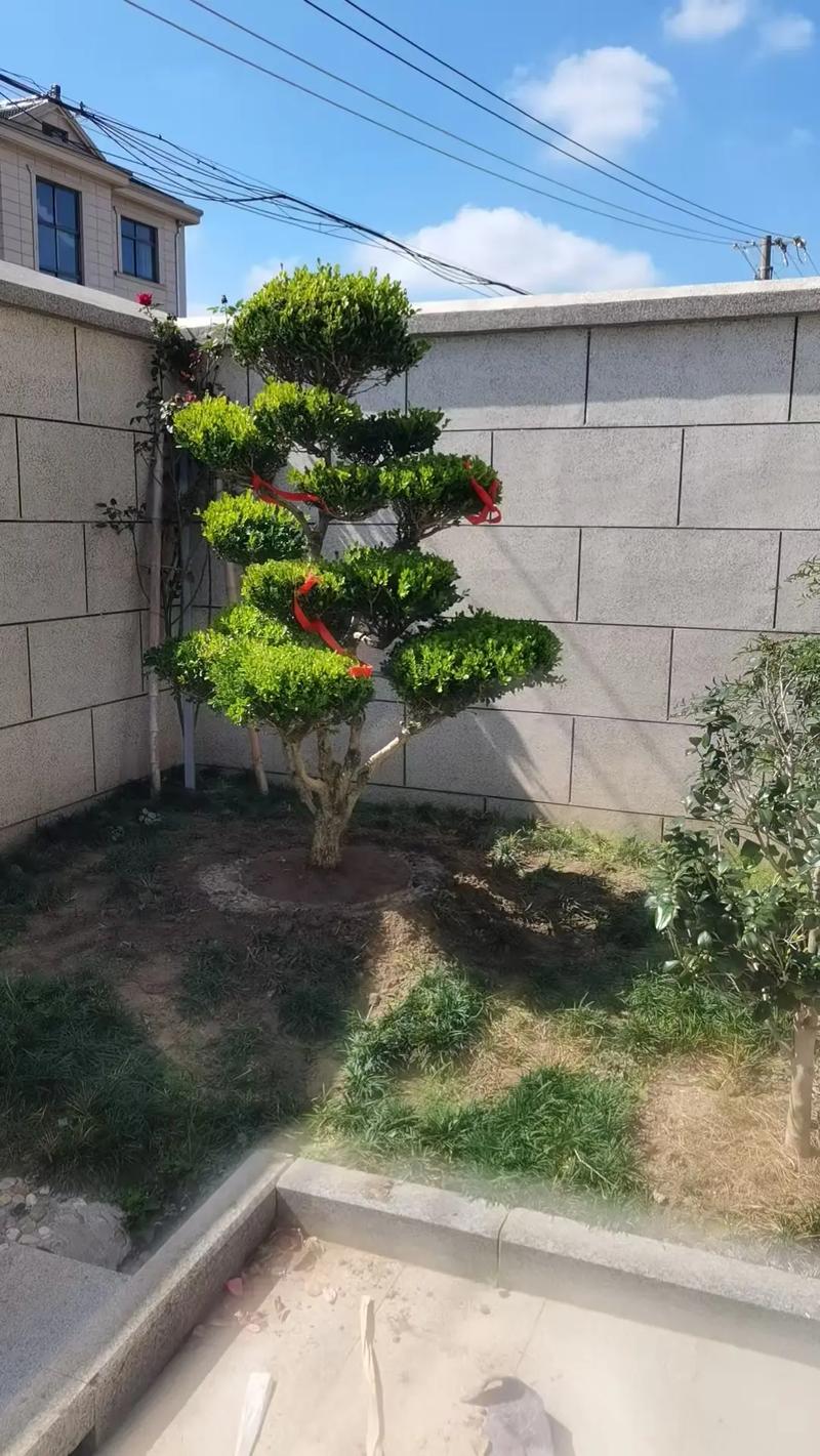 黄杨木造型苗:从绿篱工程到随身佩戴的植物美学与技术解析 黄杨木造型苗培育与养护中的常见误区