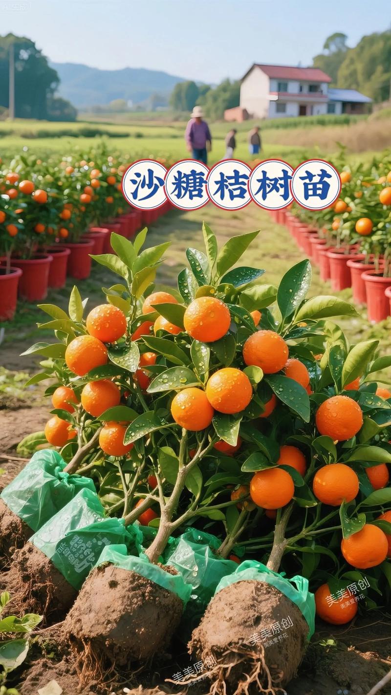 四、常见误区澄清