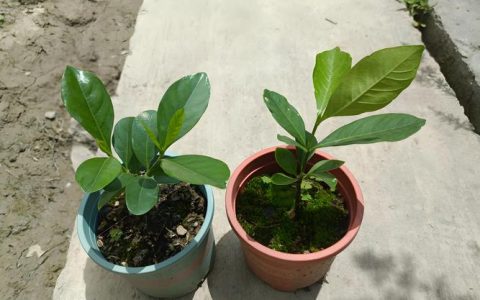 栀子花什么时候扦插最好？家庭繁殖全流程技术指南
