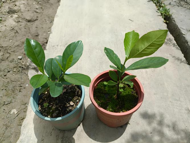 栀子花什么时候扦插最好?家庭繁殖全流程技术指南 栀子花什么时候扦插最好?家庭繁殖全流程技术指南