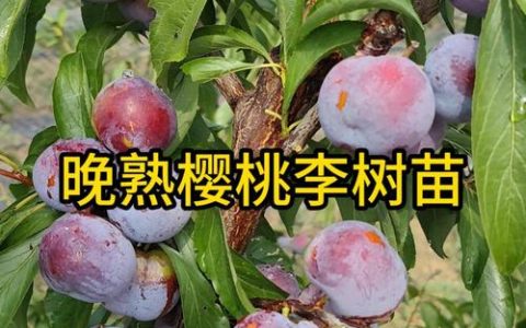 樱桃李子多少钱一斤？规格、产地、季节影响报价