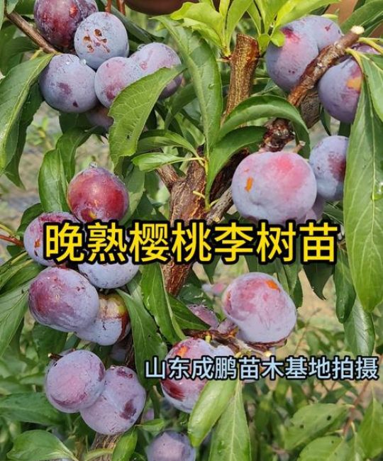 樱桃李子多少钱一斤？规格、产地、季节影响报价