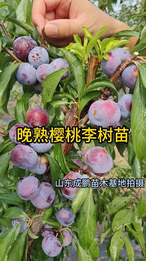 樱桃李子多少钱一斤?规格、产地、季节影响报价 樱桃李子多少钱一斤?规格、产地、季节影响报价