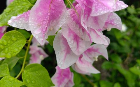 三角梅要控水才开花吗？揭秘花期调控的科学原理与操作细则