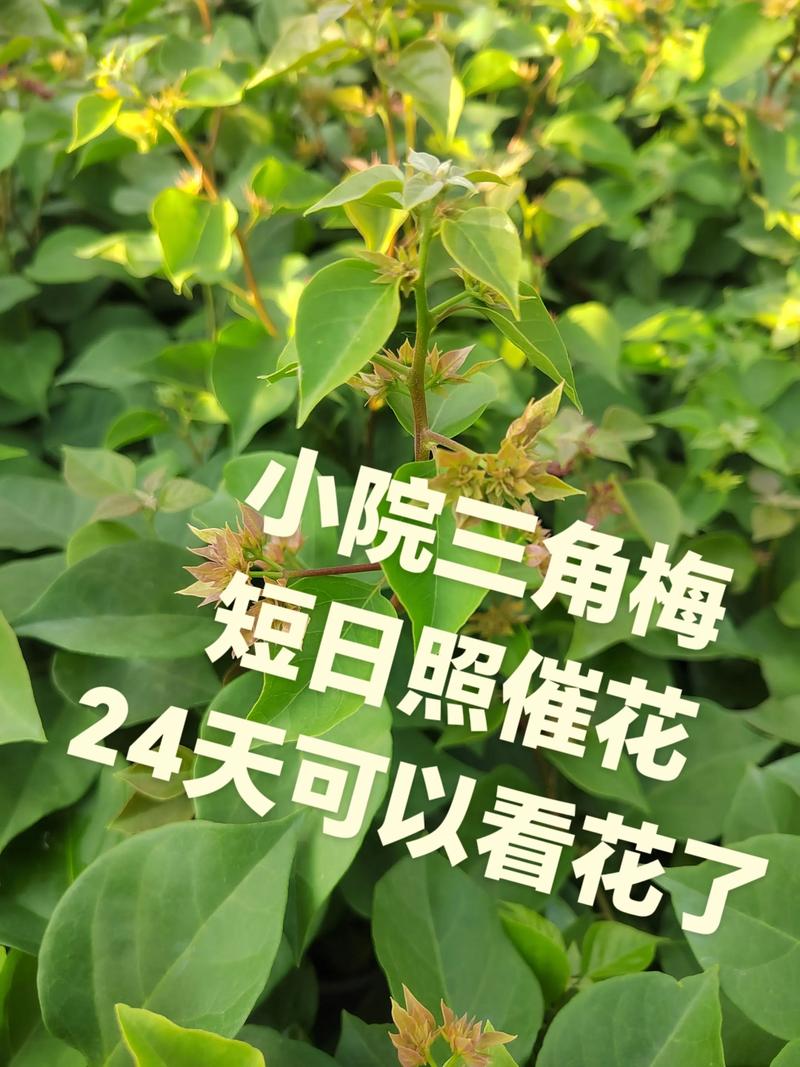 控水促花全步骤详解（可执行版）