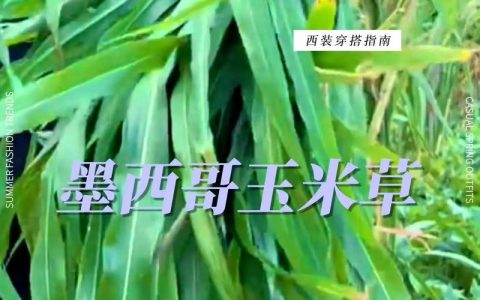 养草鱼喂什么草好？这几种高产牧草让草鱼长得快又健康