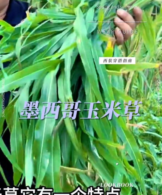 养草鱼喂什么草好？这几种高产牧草让草鱼长得快又健康