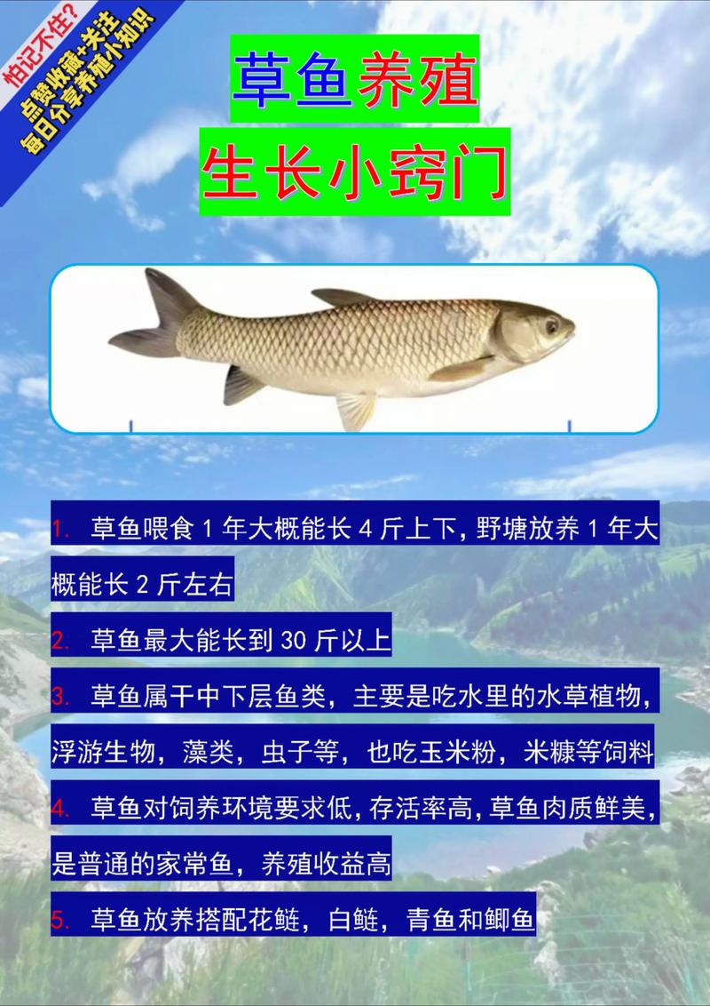 养草鱼喂什么草好?这几种高产牧草让草鱼长得快又健康 二、如何科学搭配牧草种类