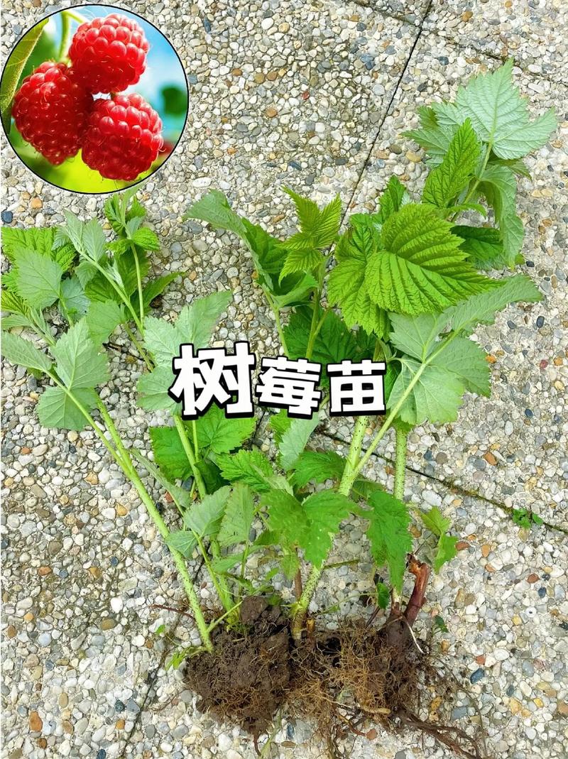 覆盆子种子怎么种?从播种到成苗全流程指南 六、缓苗管理(出苗后)