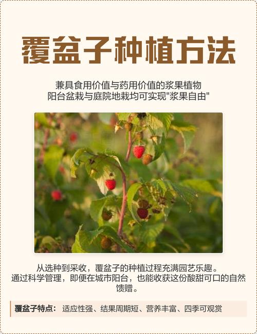 覆盆子种子怎么种?从播种到成苗全流程指南 七、成活注意事项