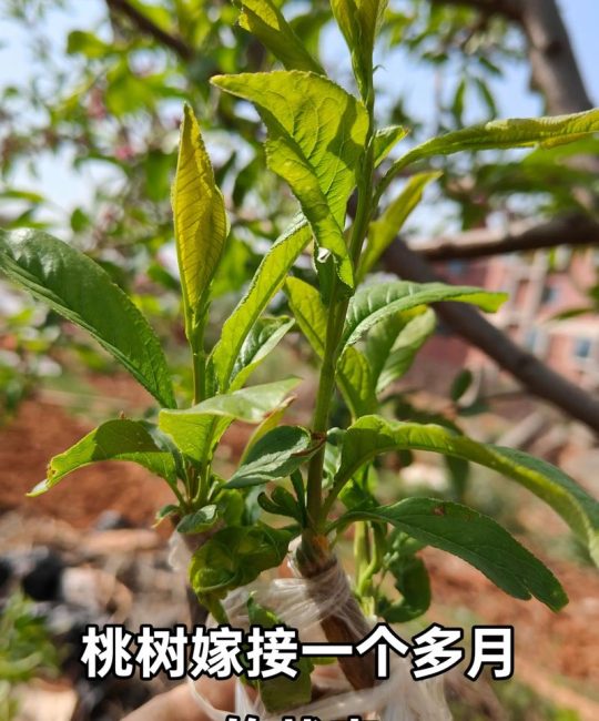 桃树嫁接最佳时间与全流程技术指南