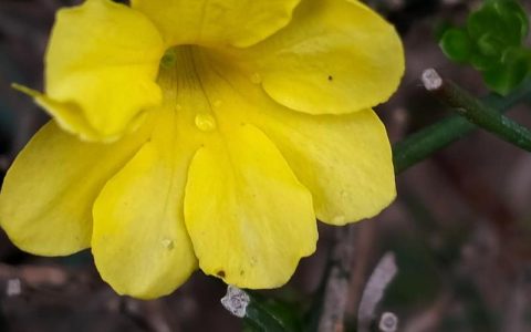 迎春花：别名、形态特征与养护全攻略