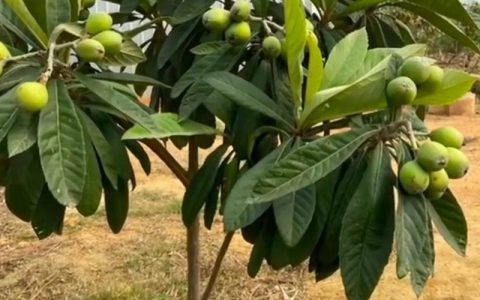 枇杷什么时候施肥效果最好？家庭盆栽与露天种植全攻略