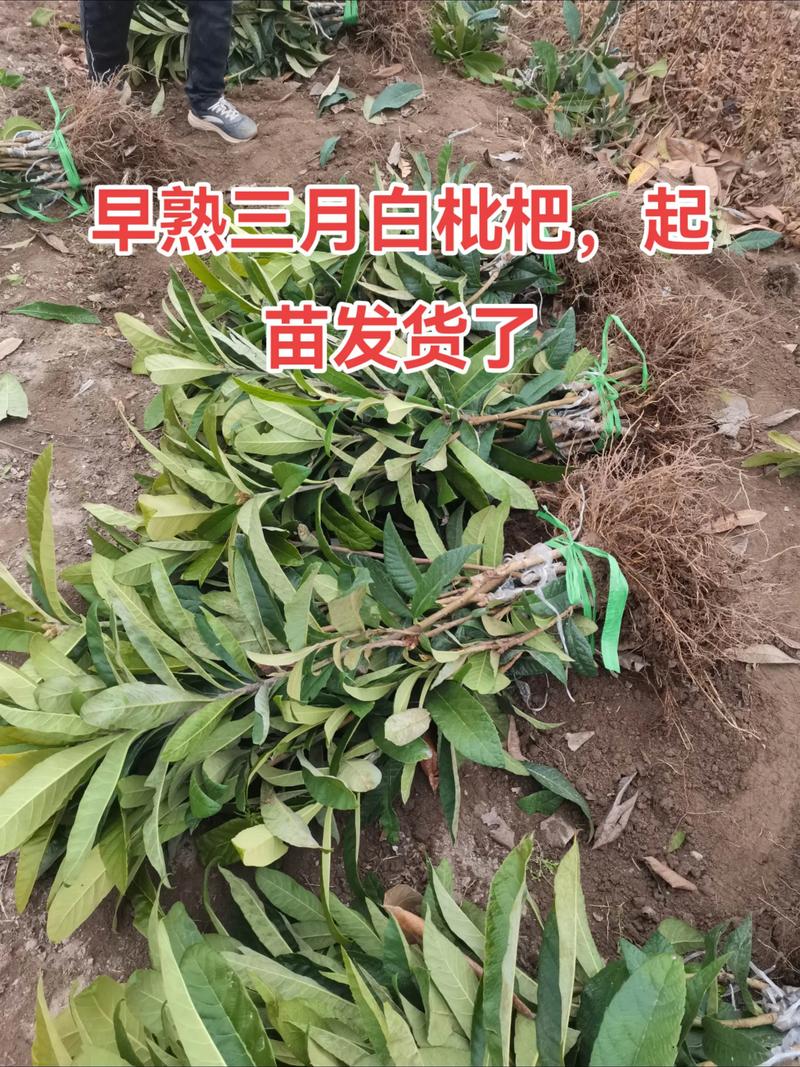 枇杷什么时候施肥效果最好?家庭盆栽与露天种植全攻略 换盆/田间管理:每年春季换盆,更换微酸性土壤