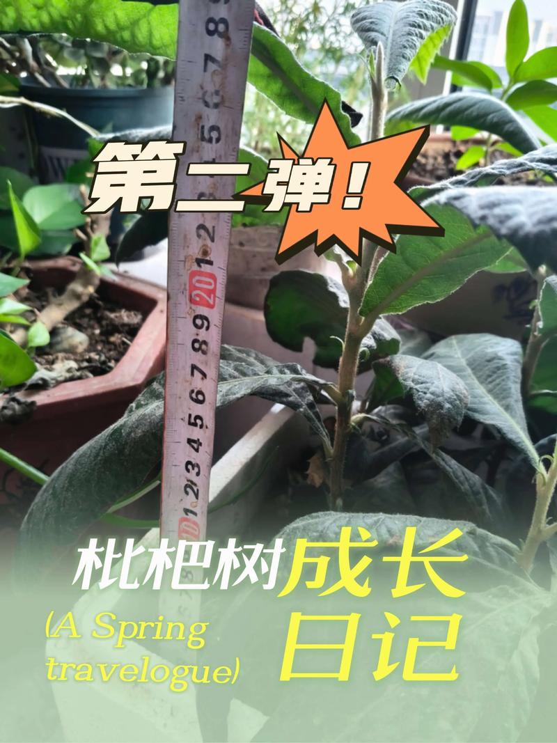 枇杷什么时候施肥效果最好?家庭盆栽与露天种植全攻略 总结验证