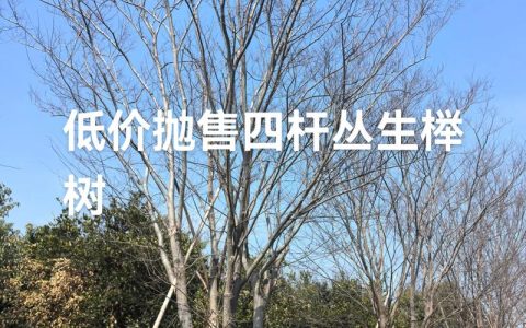 榉树20公分价格报价及影响因素分析