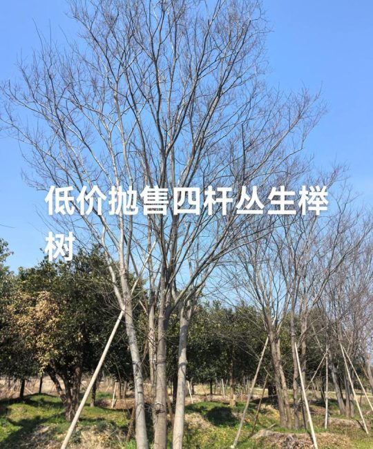 榉树20公分价格报价及影响因素分析