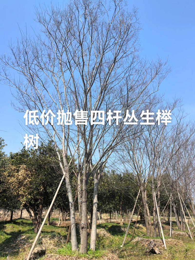 榉树20公分价格报价及影响因素分析 榉树20公分价格报价及影响因素分析