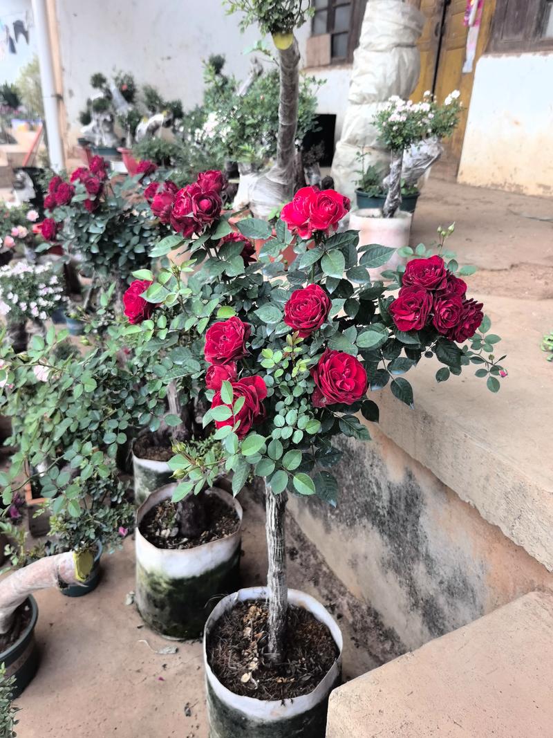 月季花怎么样养?从盆栽到爆花,一篇读懂养护全攻略 品种基础档案