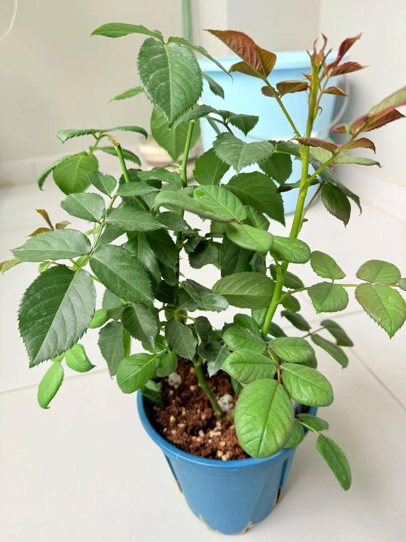 月季花怎么样养?从盆栽到爆花,一篇读懂养护全攻略 越冬与越夏管理