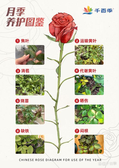 月季花怎么样养?从盆栽到爆花,一篇读懂养护全攻略 FAQ