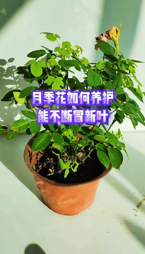 月季花怎么样养?从盆栽到爆花,一篇读懂养护全攻略 总结