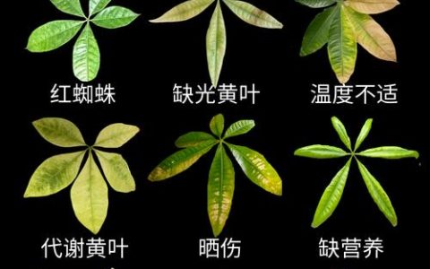 发财树一夜之间叶子变黄？别慌，这些原因和解决方法你需要知道