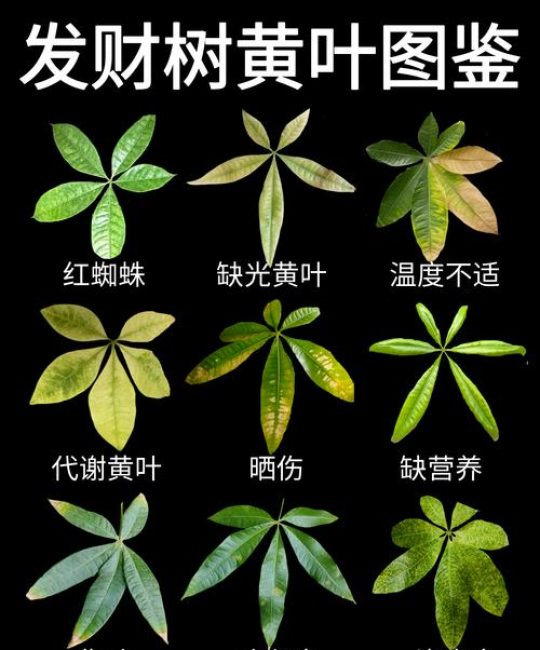 发财树一夜之间叶子变黄？别慌，这些原因和解决方法你需要知道